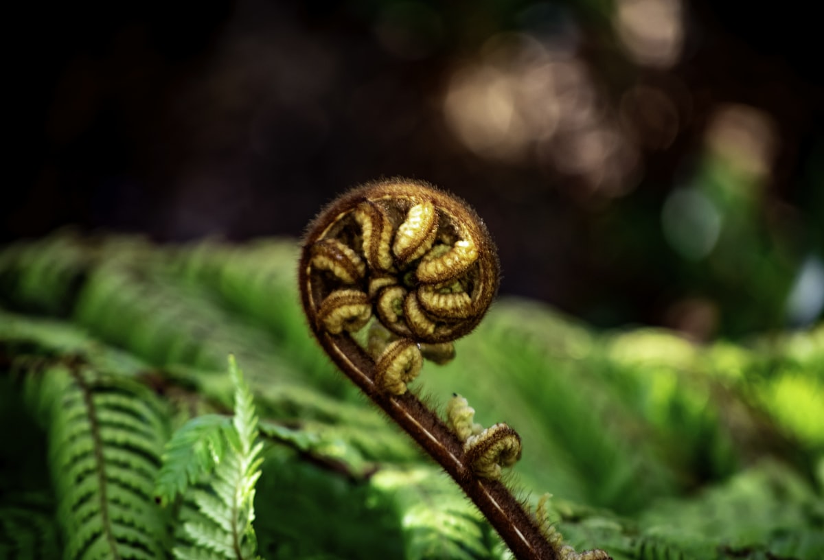 Maori culture New Zealand ancestral tradition