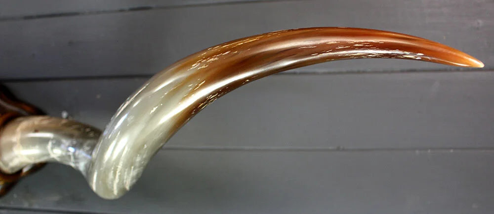 4' 2" Mounted Texas Longhorns #450