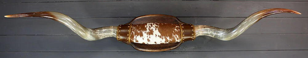 4' 2" Mounted Texas Longhorns #450