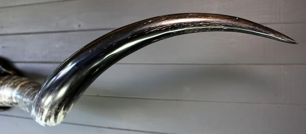 5' 10" Mounted Texas Longhorns #570