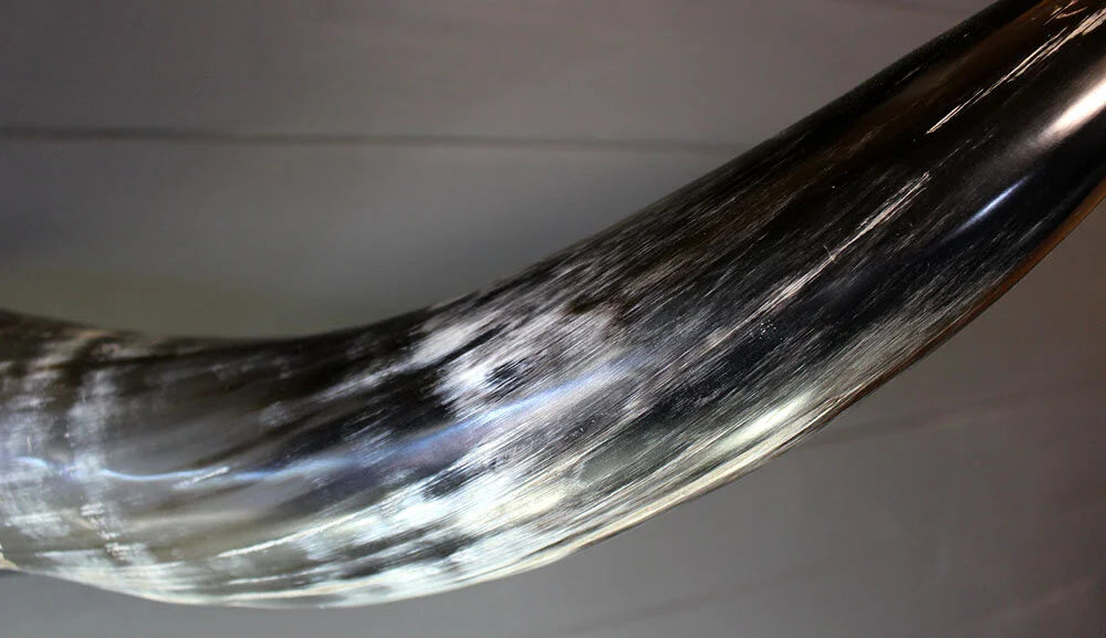 5' 10" Mounted Texas Longhorns #570