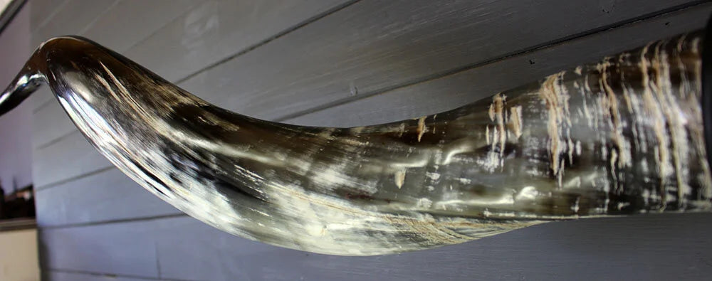 5' 10" Mounted Texas Longhorns #570