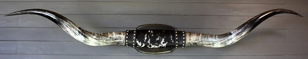 5' 10" Mounted Texas Longhorns #570